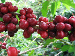 Brazil Cerrado